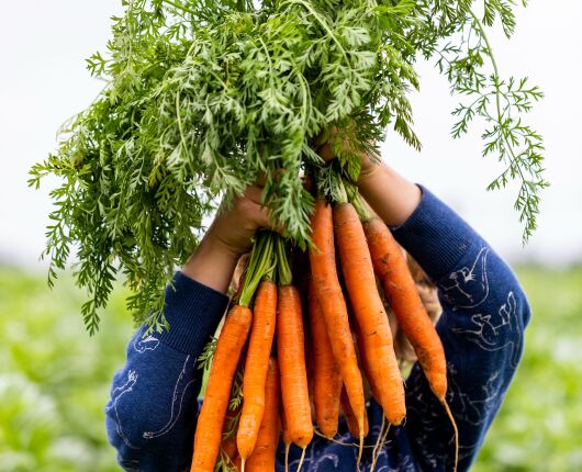 Hoera voor bio aardappels, peen en ui!