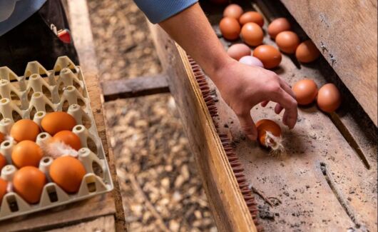 Actieve rol voor biologische pluimveehouders