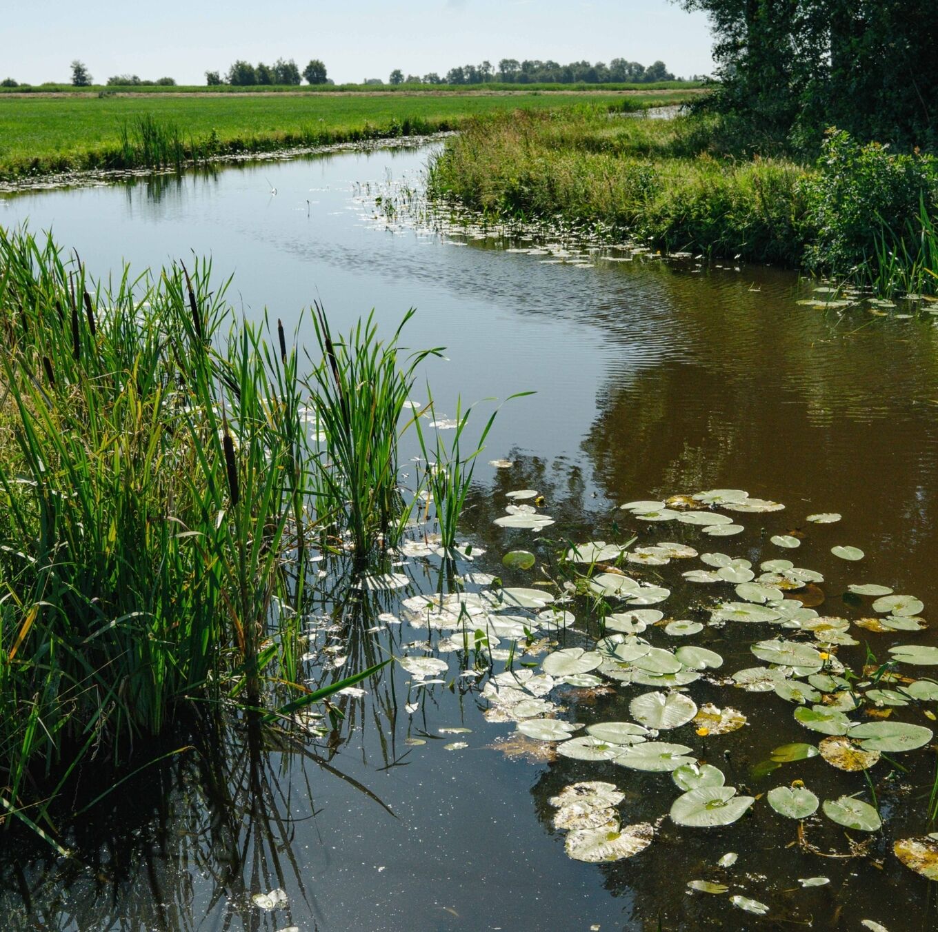 Elahuizen 59