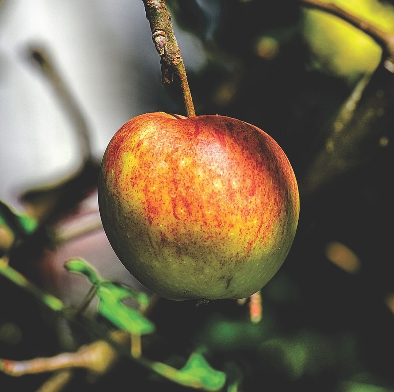 Apples 3640970 1280