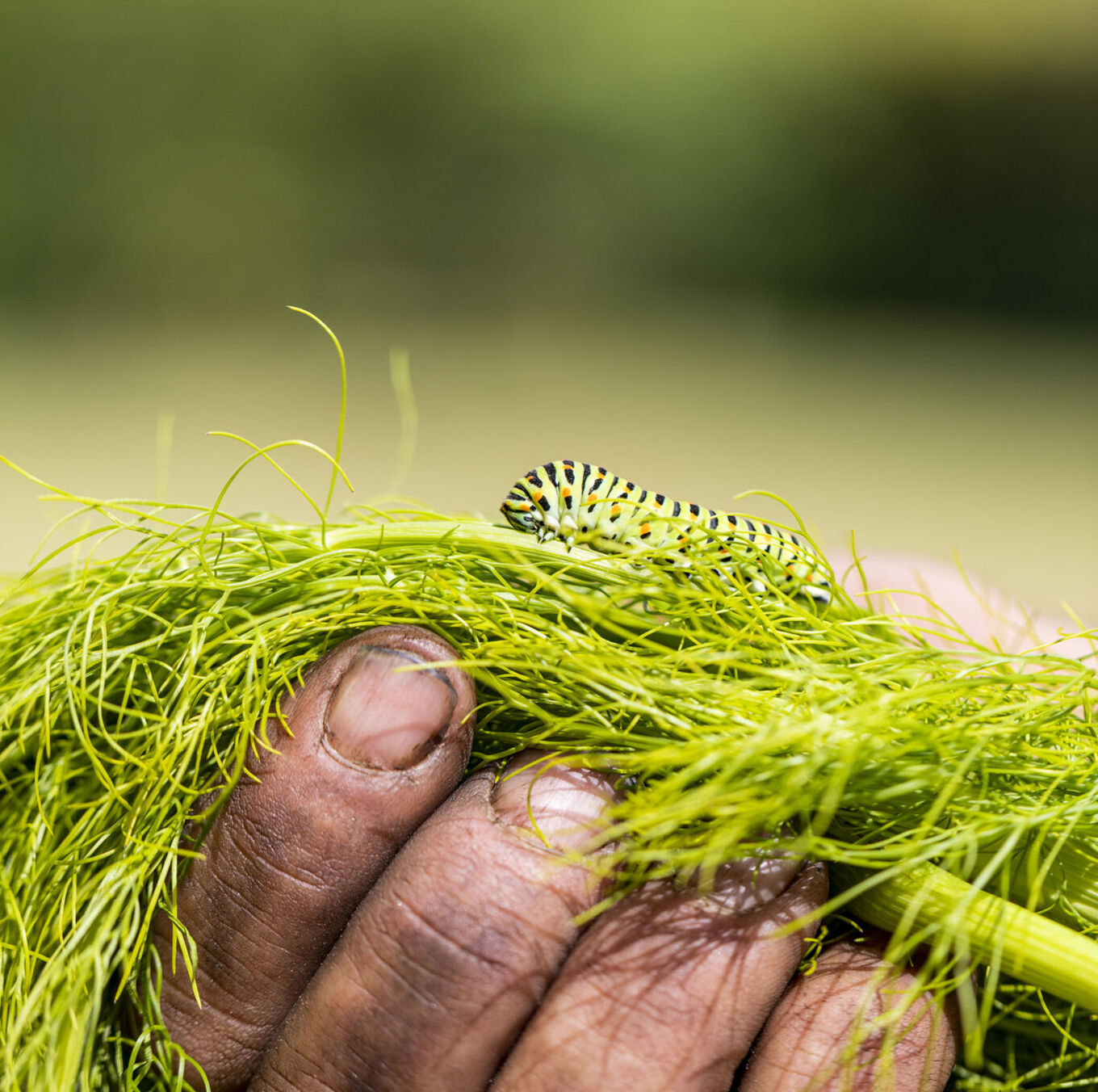Biodiversiteit3 web