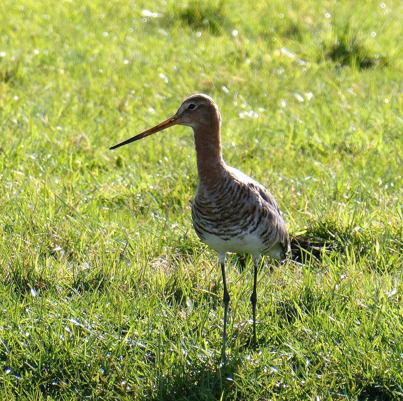 Black tailed godwit 7086064 1280