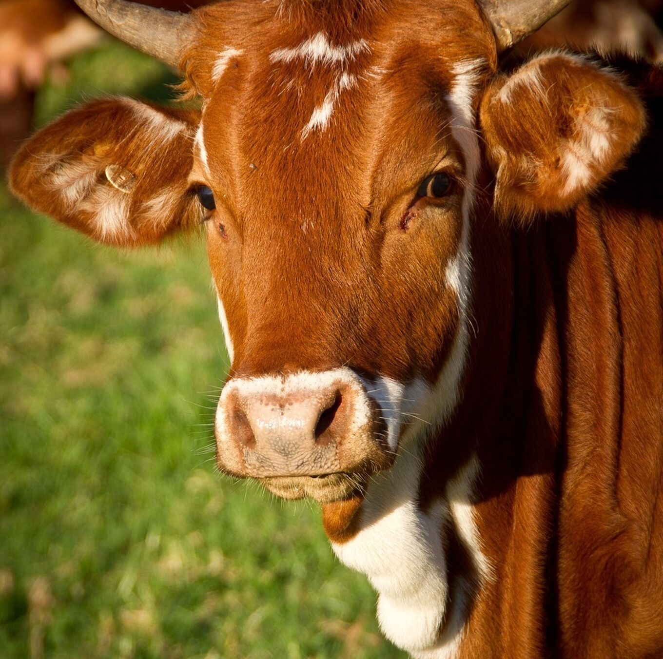Cow 425164 1280