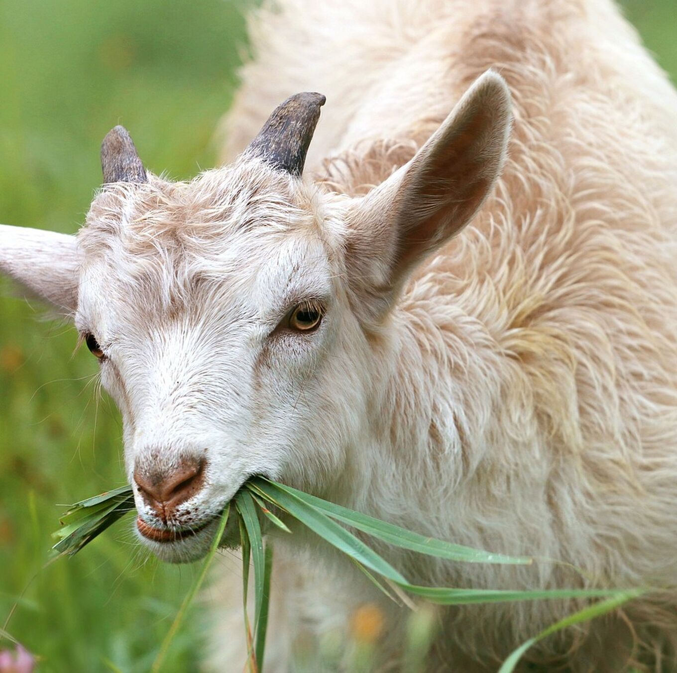 Goat 1596880 1280