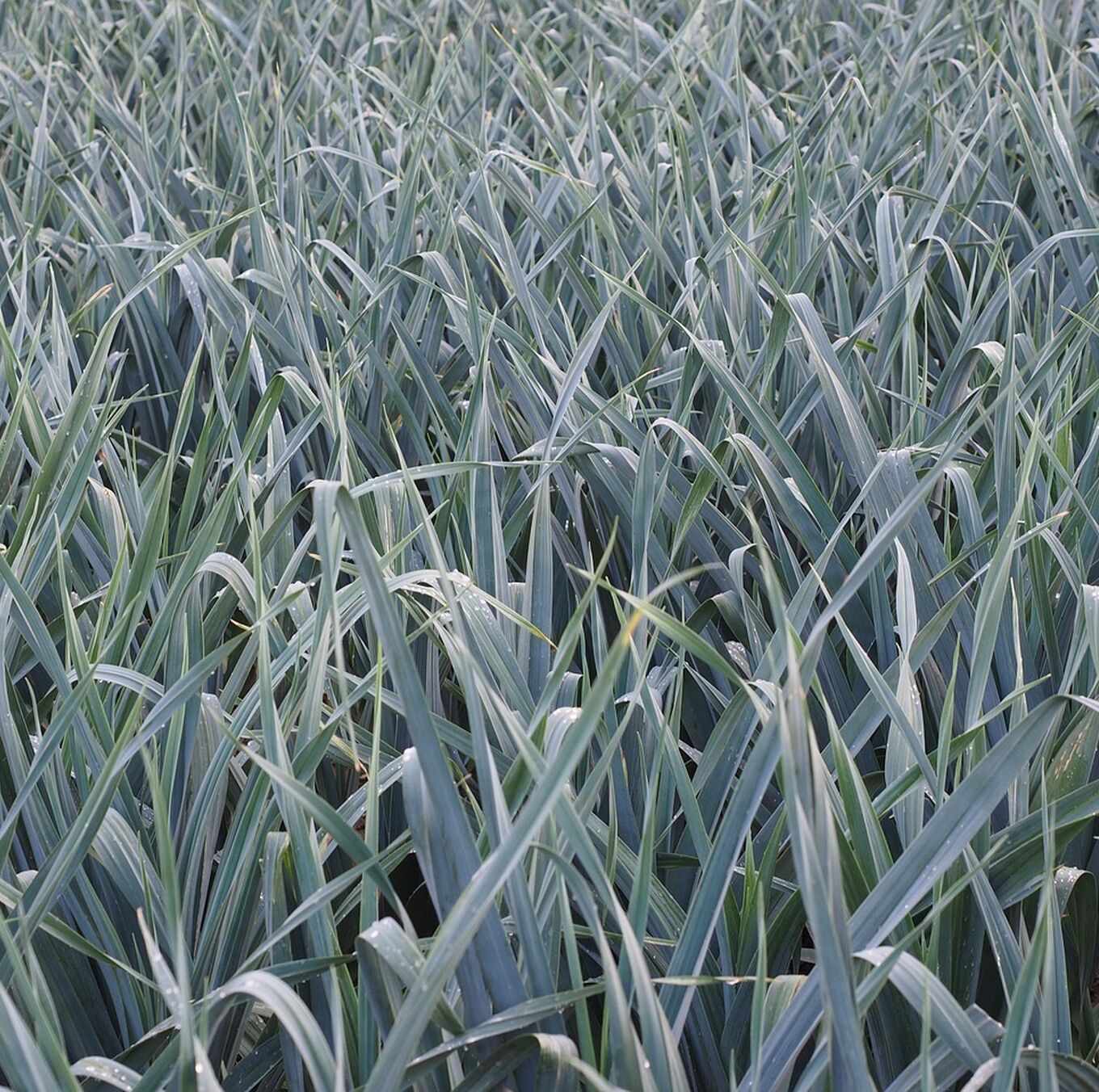 Leek field 694209 1280
