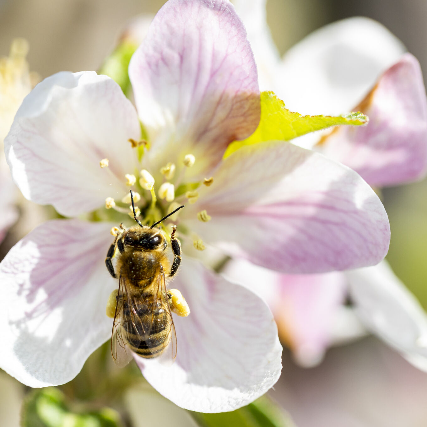 Biodiversiteit