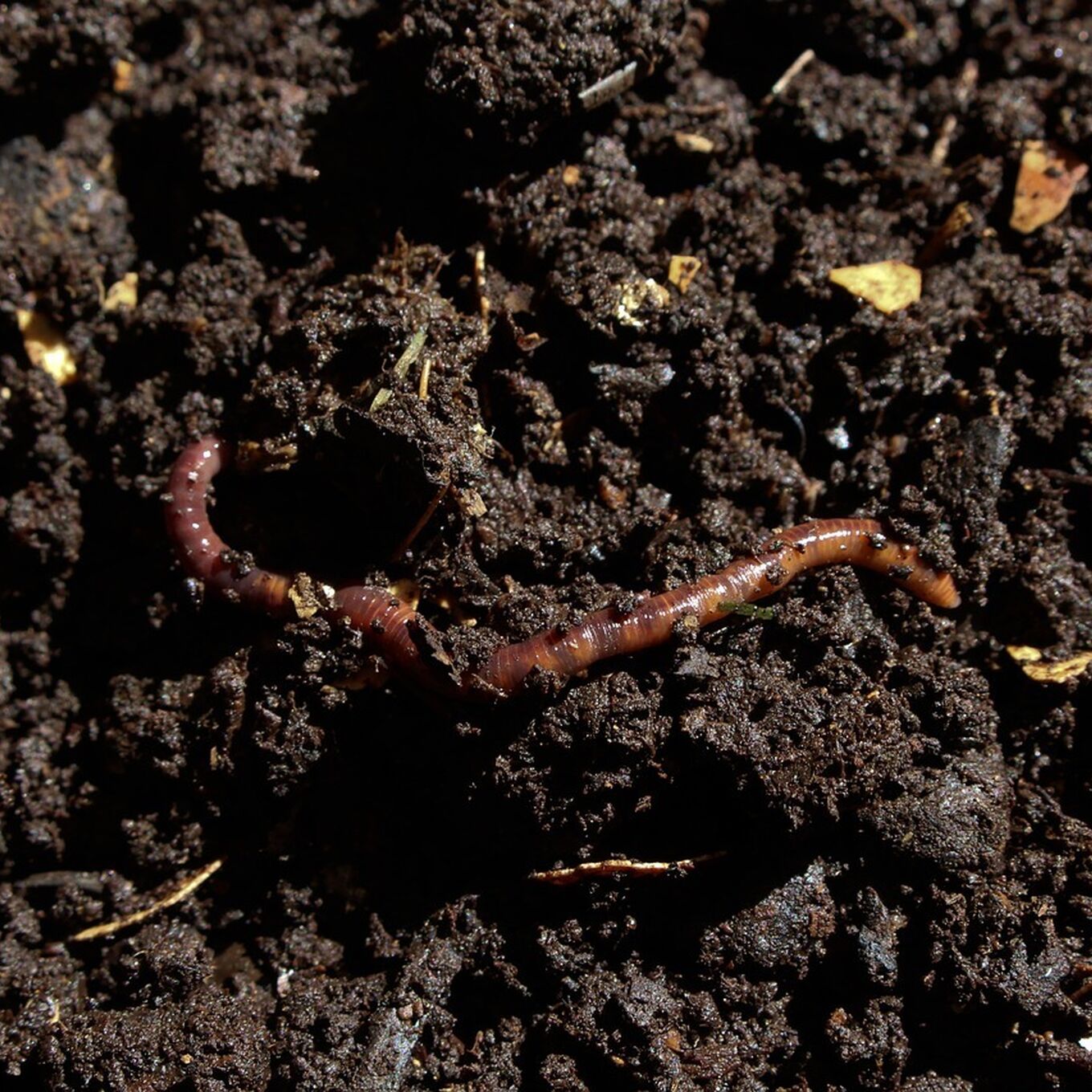 Compost 7006499 1280