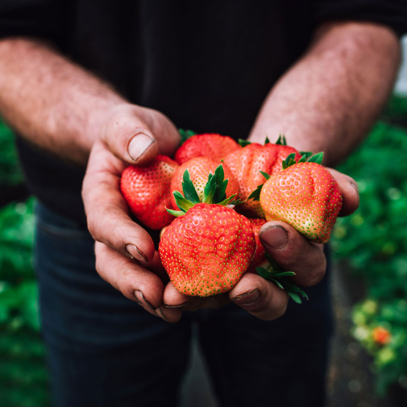 Fruit Small