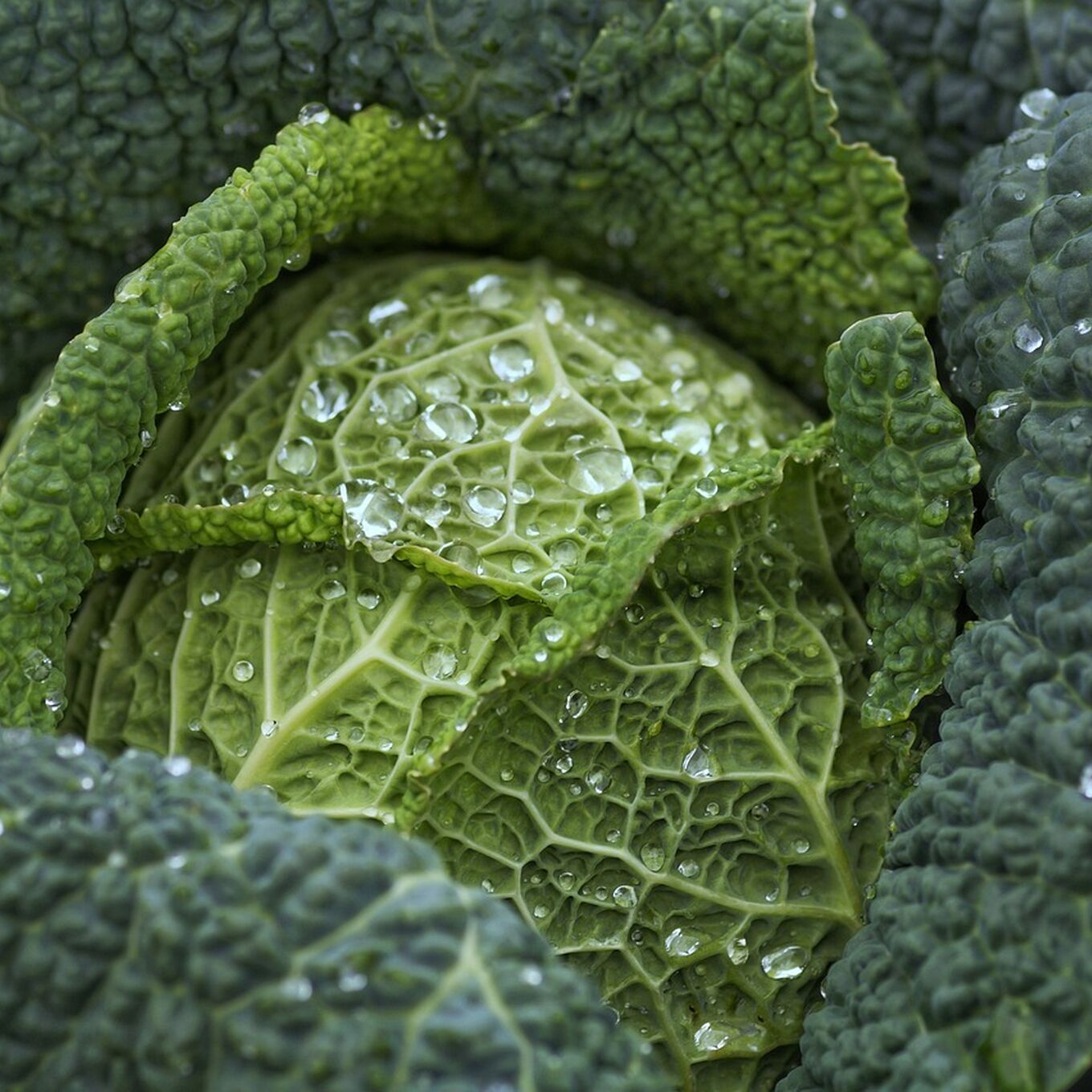 Savoy cabbage 7102903 1280