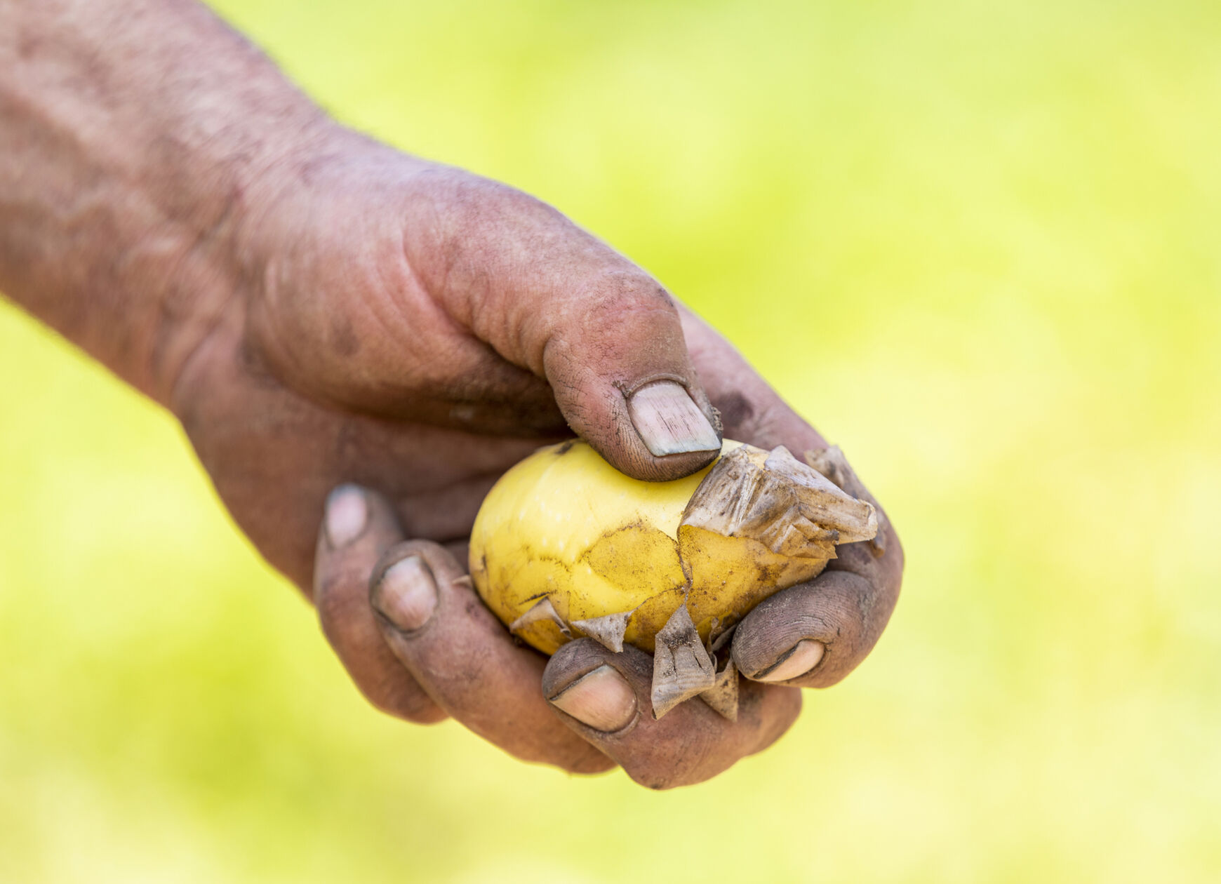 Aardappels in hand