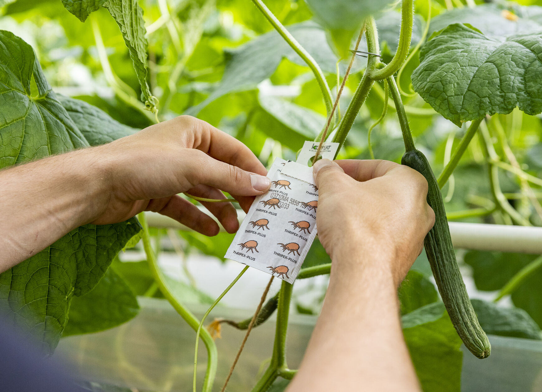 Bestrijding natuurlijk web
