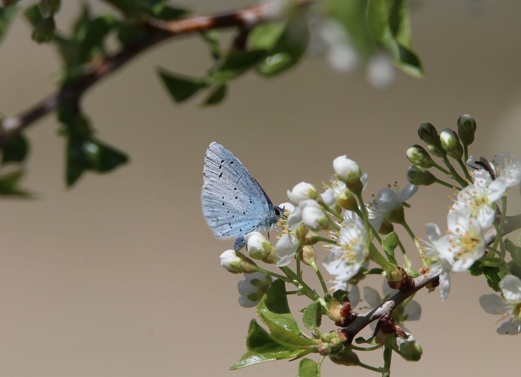 Butterfly 7118219 1280