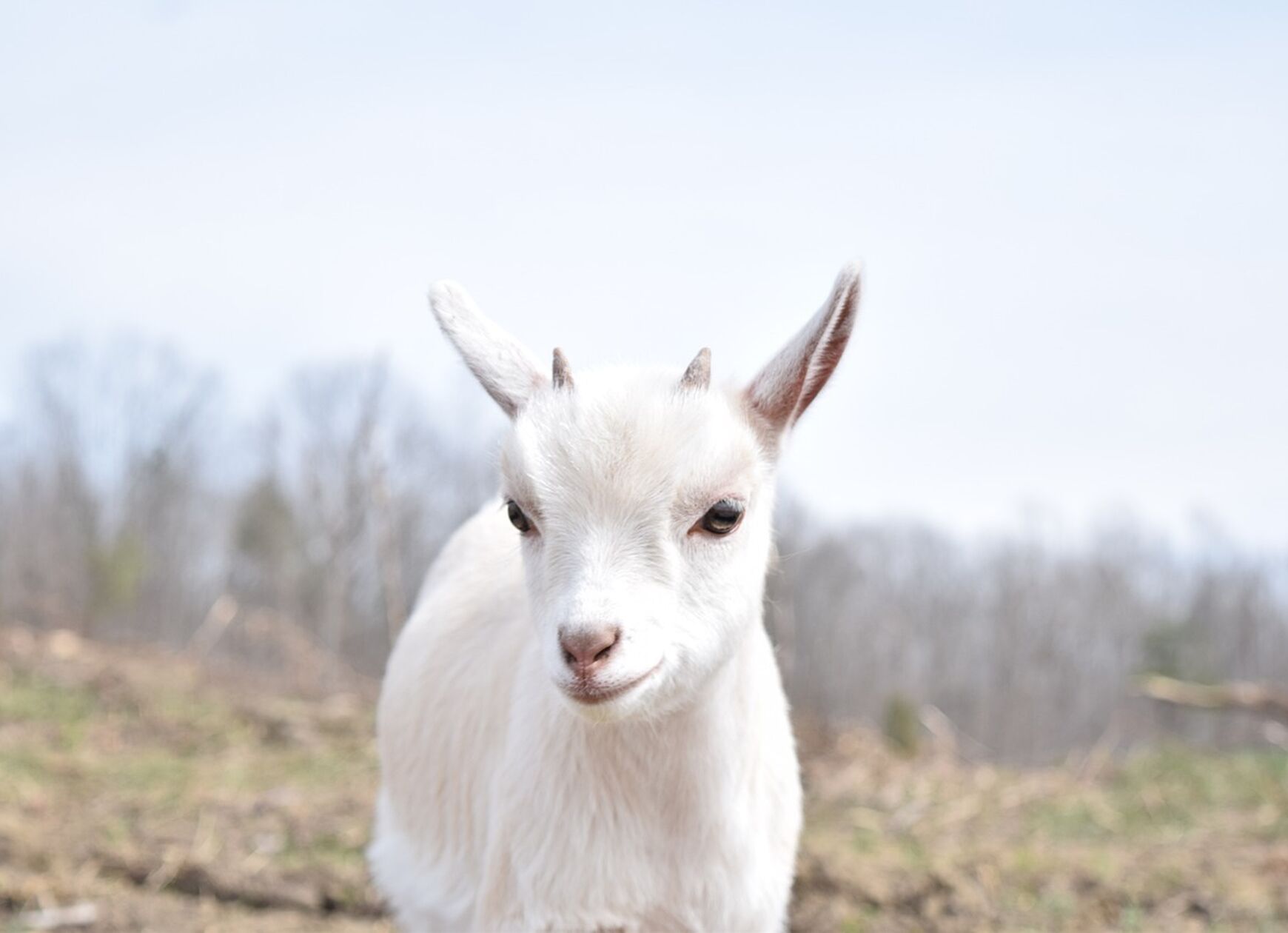 Goat 5223378 1280