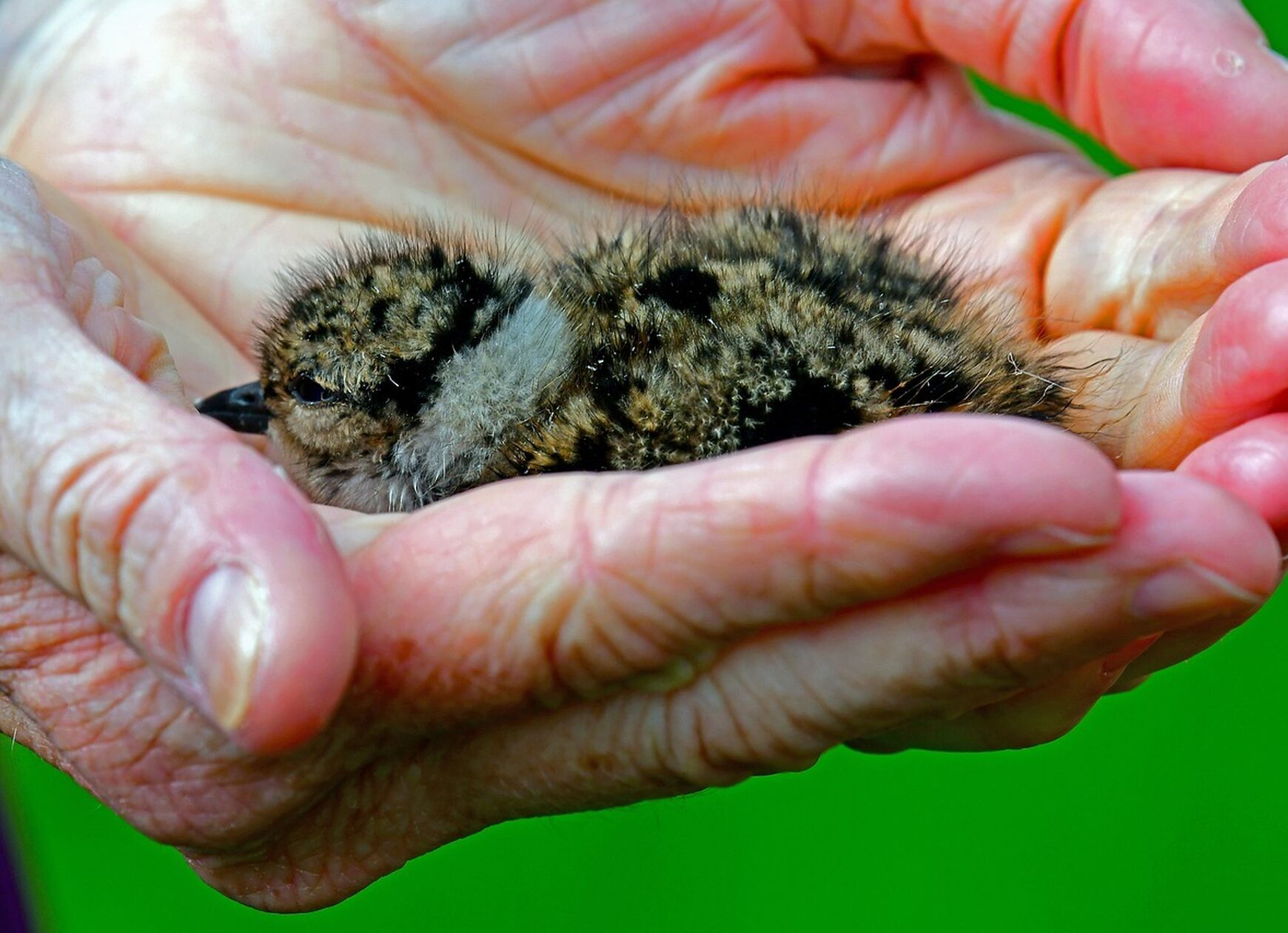 Lapwing 3382582 1280