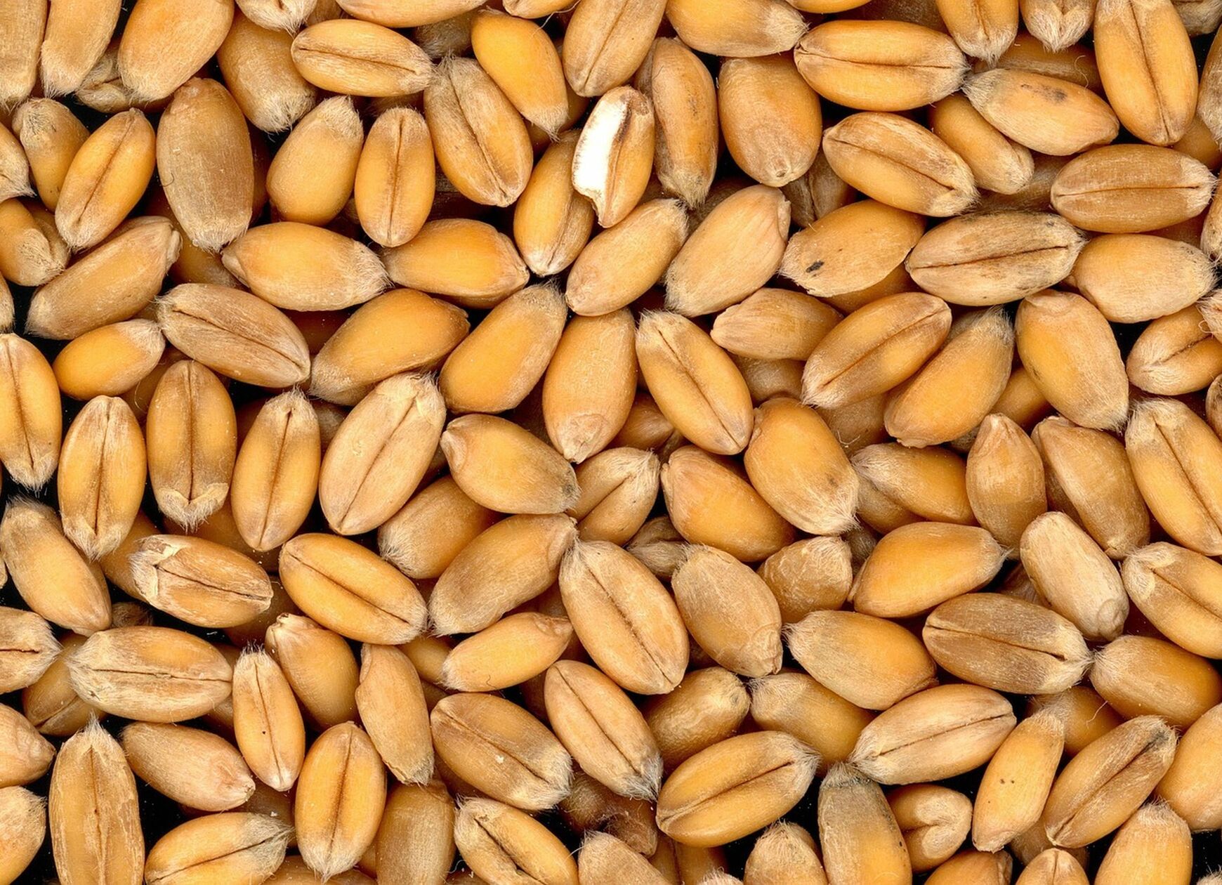 Wheat 4509 1280