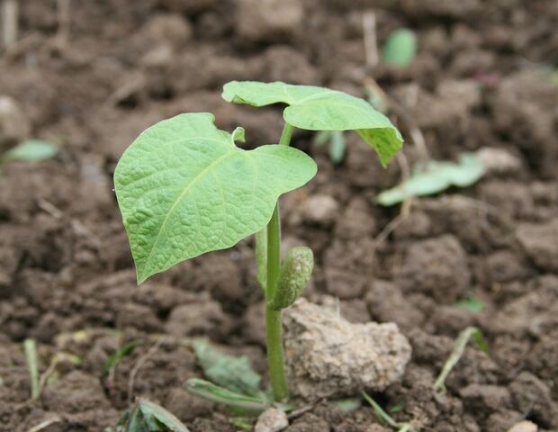 Beans 782096 1280