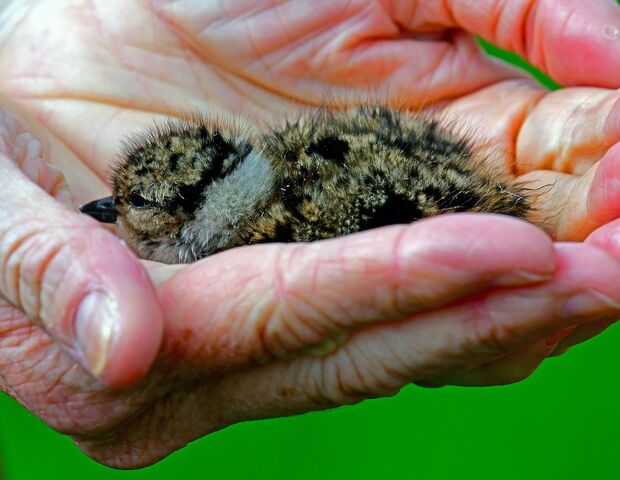 Lapwing 3382582 1280