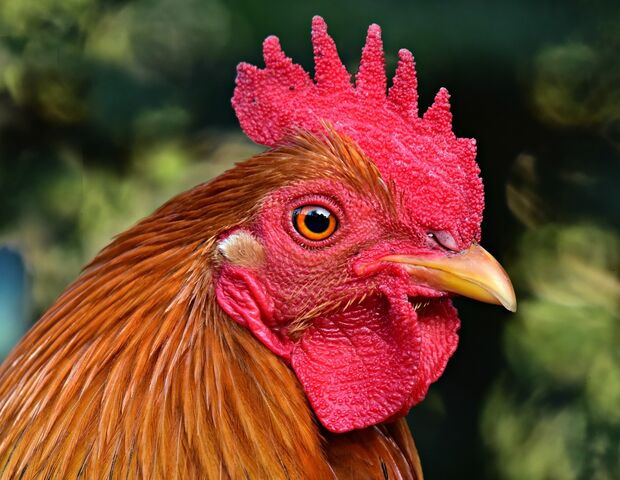 Rooster 4270243 1280