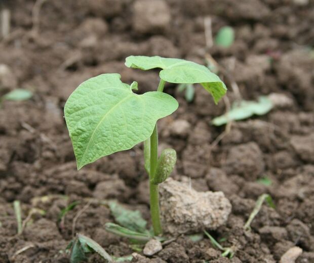 Beans 782096 1280