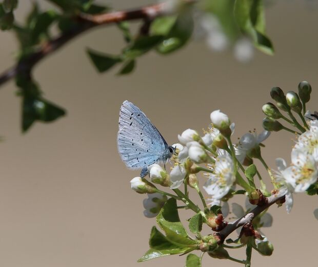 Butterfly 7118219 1280