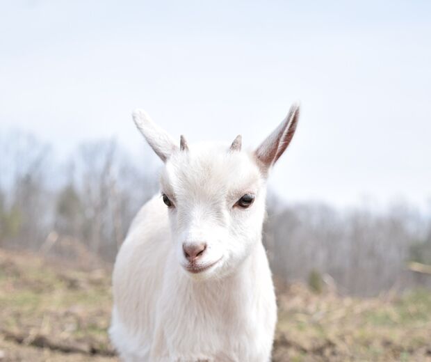 Goat 5223378 1280