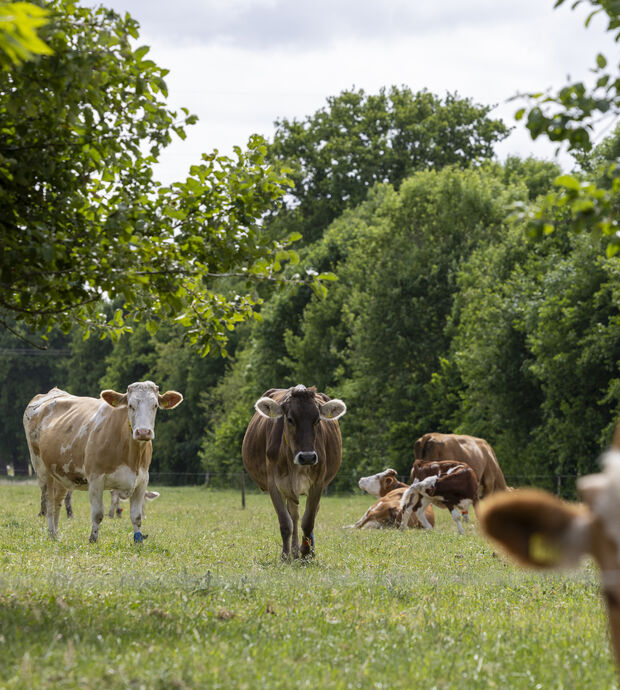 Bionext BR05 De Agrofotograaf HR 8 D0 A6596