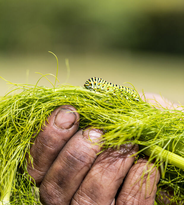 Biodiversiteit3 web
