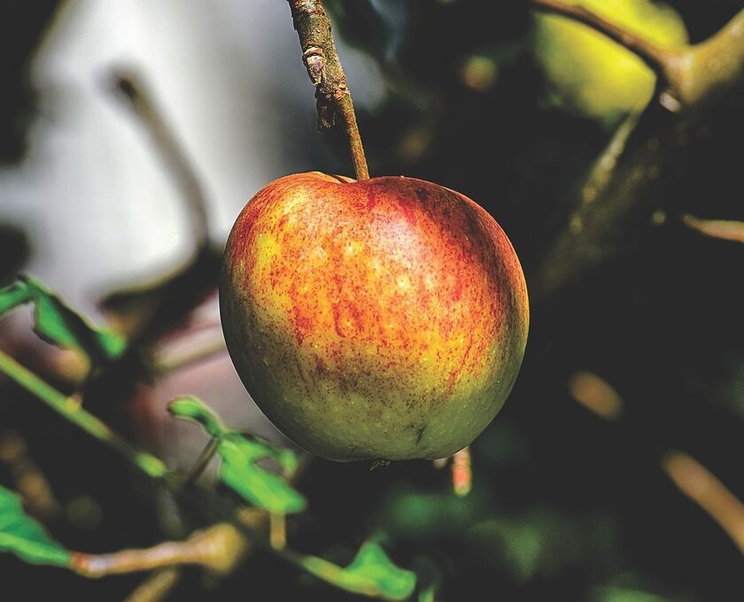 Apples 3640970 1280