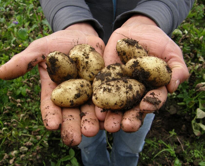 Potatoes 2543686 1280