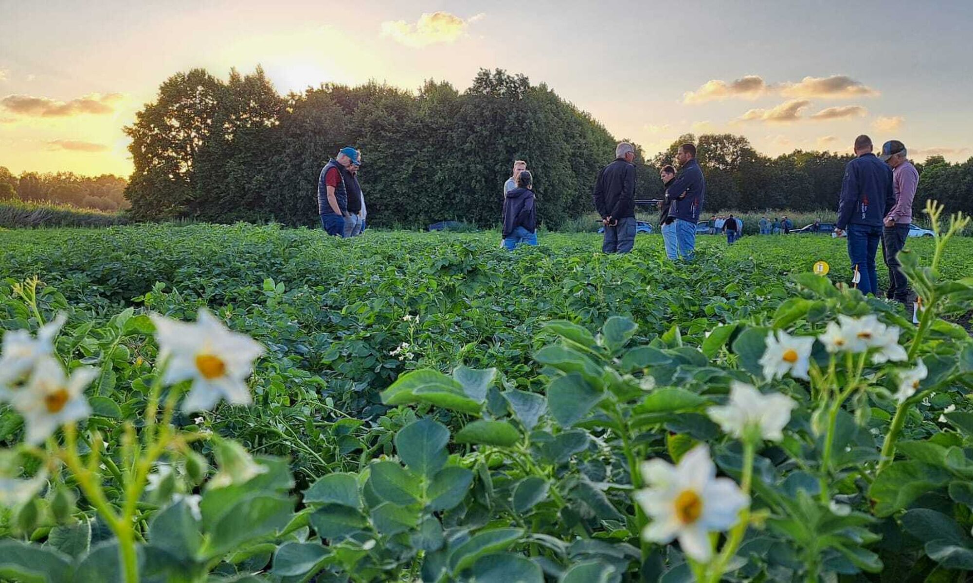 20260721 robuuste rassen demoveld aardappels erf akker publiek bloem 13
