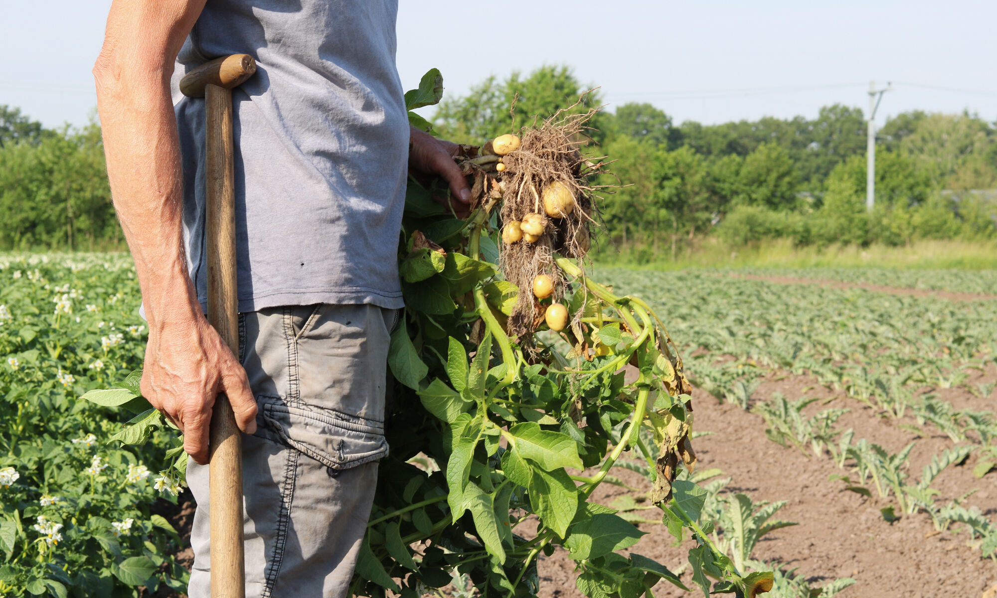 Aardappels biologisch small