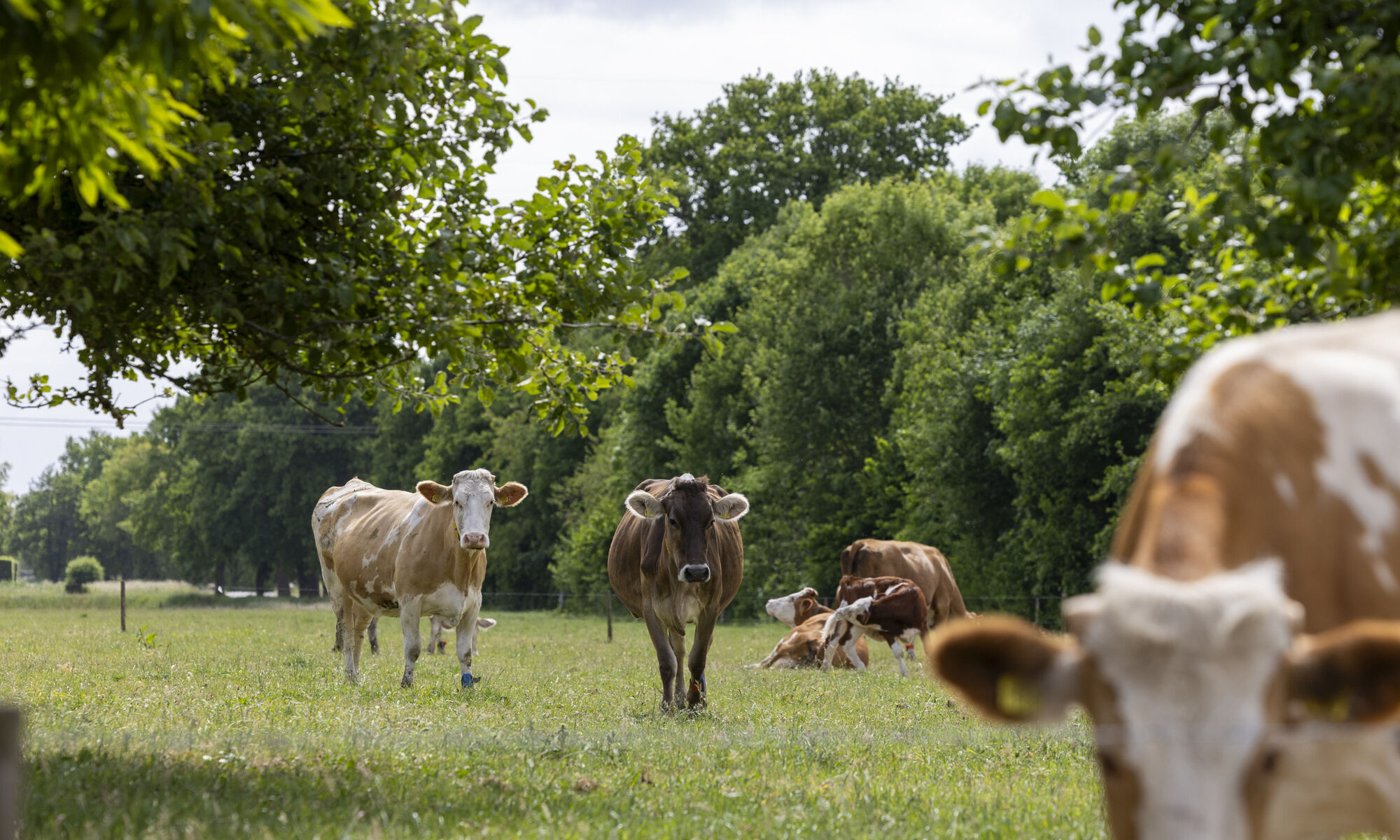 Bionext BR05 De Agrofotograaf LR 8 D0 A6596