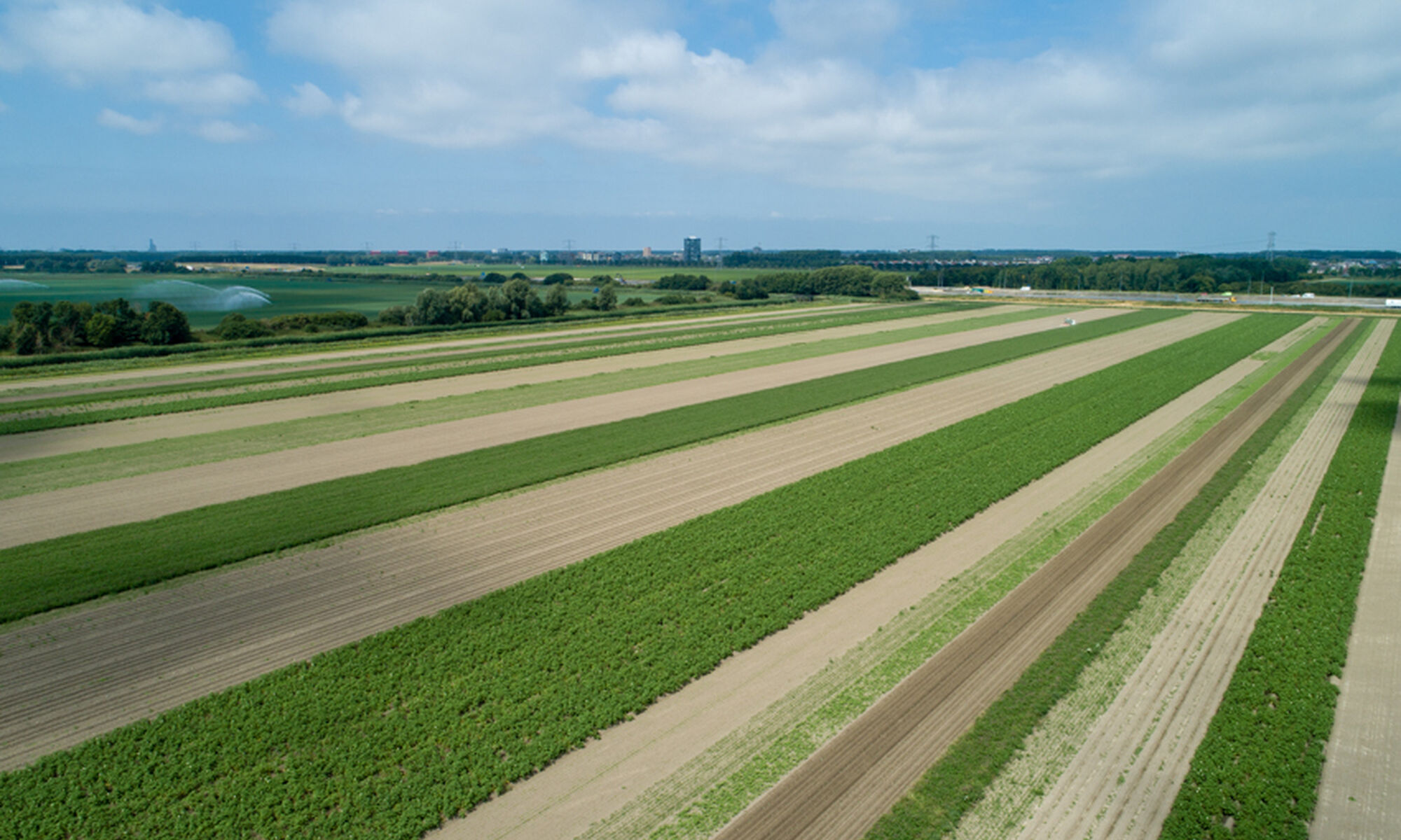 Strokenteelt 2 Bionext 1