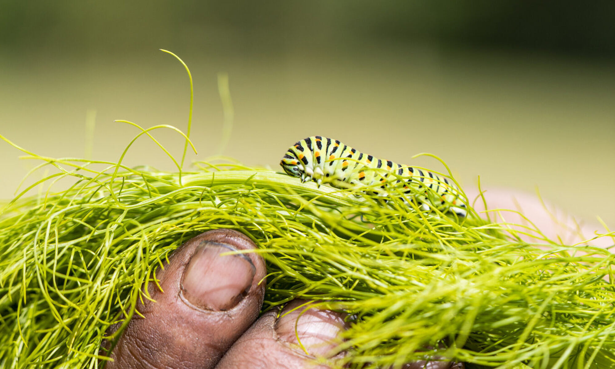 Biodiversiteit3 web