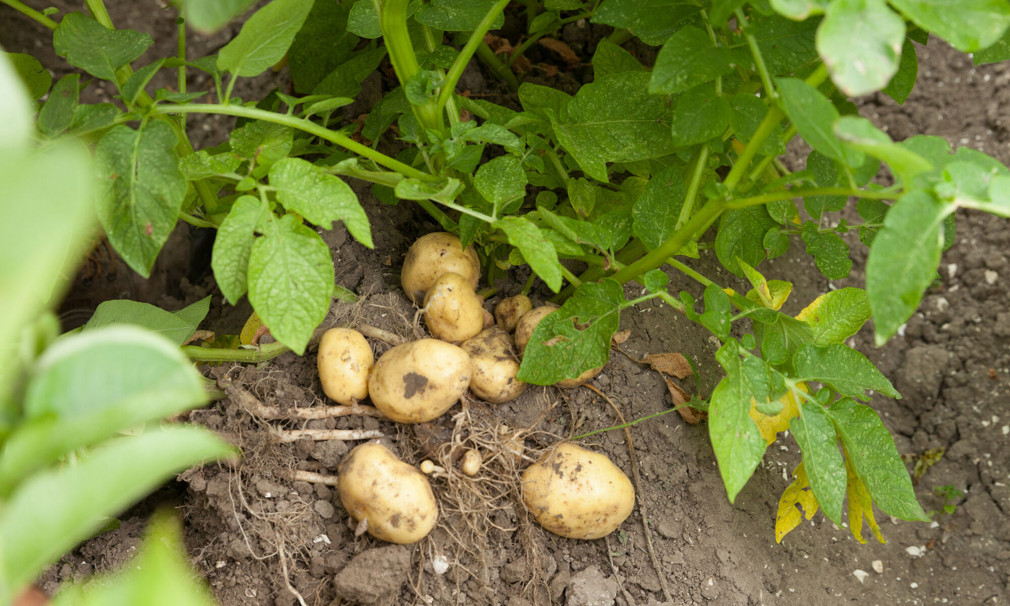 Hartm300dpi 8 2