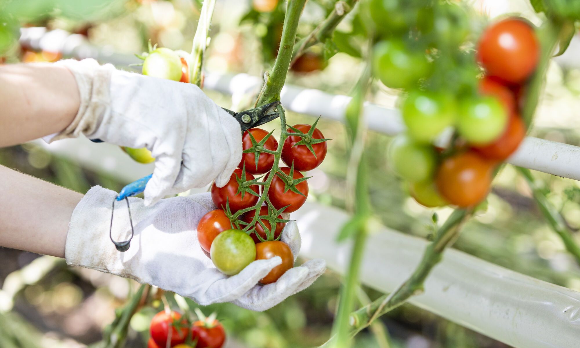 Tomaten oogst selectie Hofweb