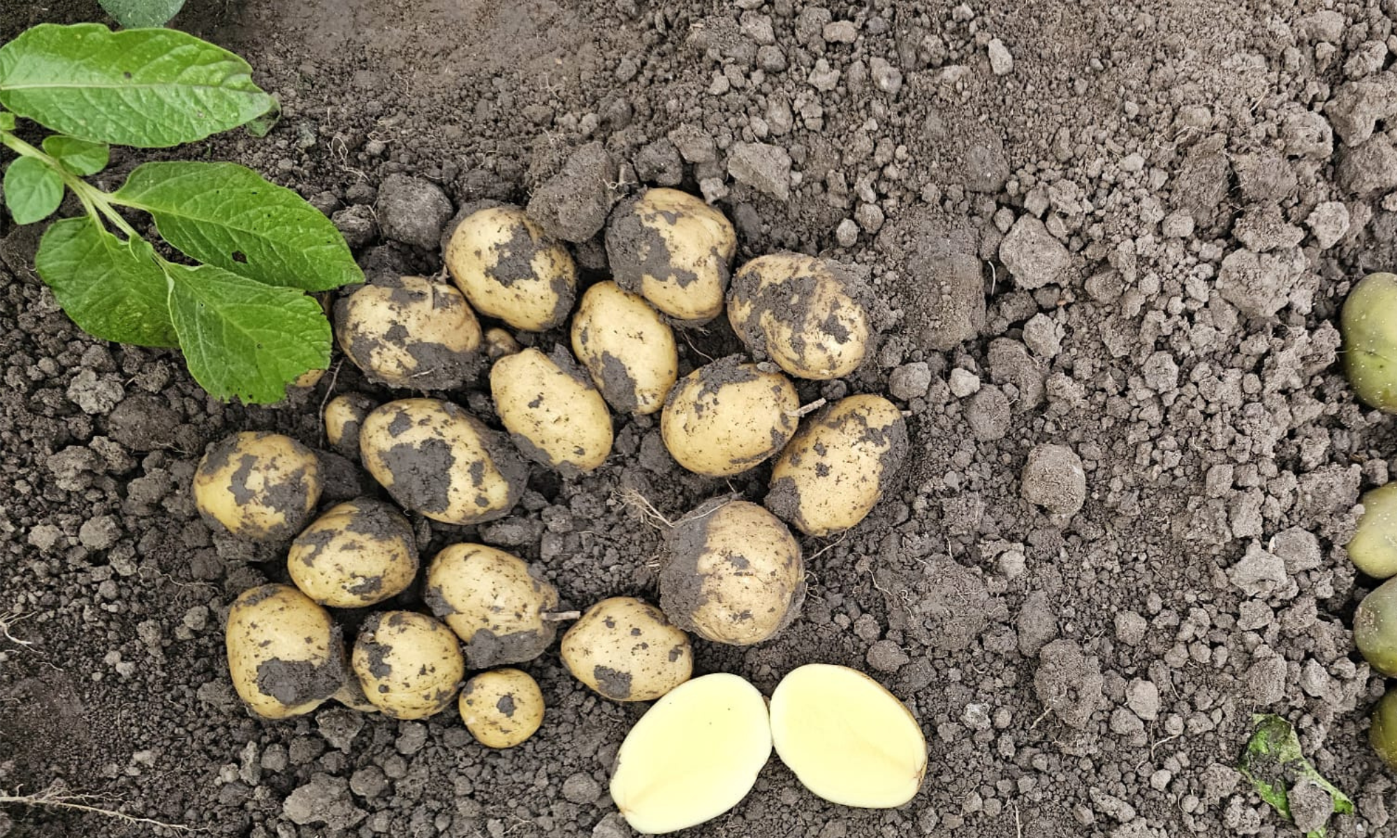 Demoveld Biotrio