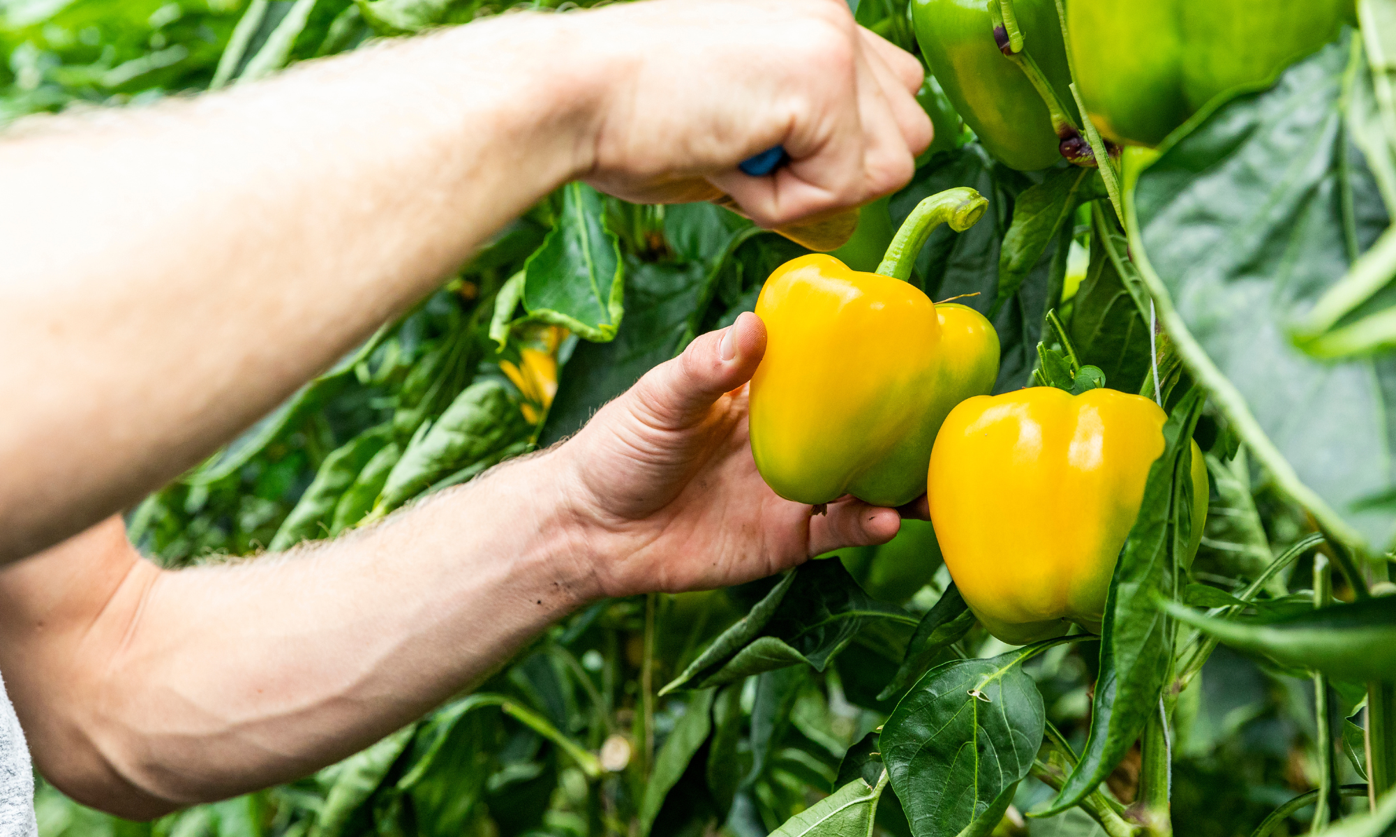Ketengroep glastuinbouw 3