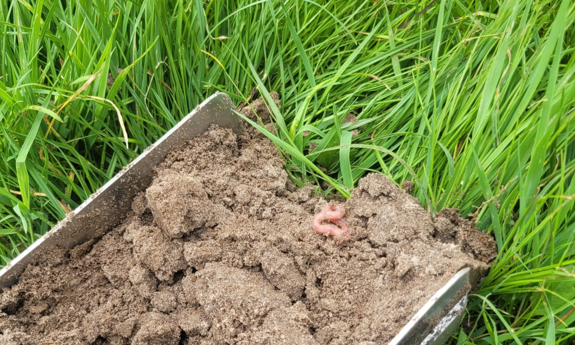 Mycorrhiza 2
