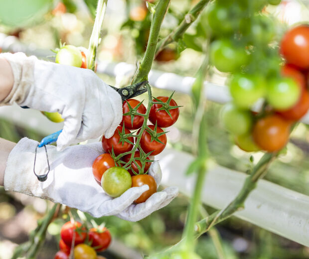 Tomaten oogst selectie Hofweb