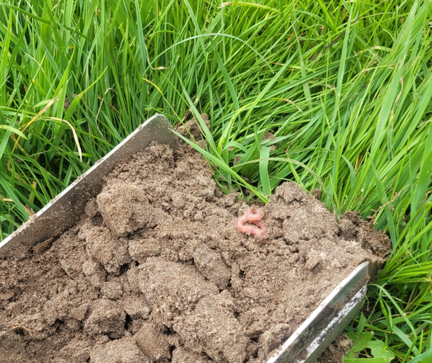 Mycorrhiza 2