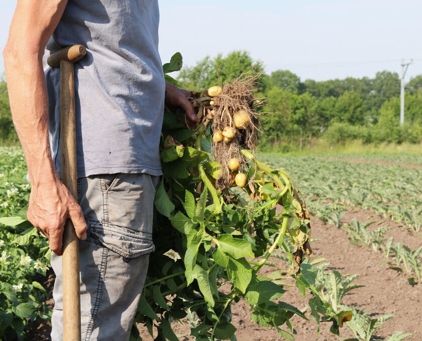 Aardappels biologisch small